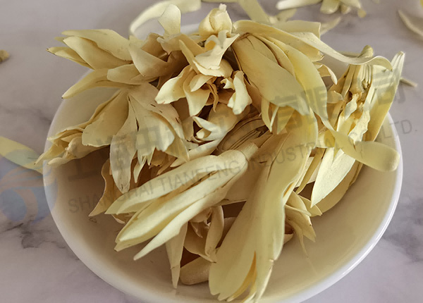 白玉蘭凍干，鮮花凍干機應(yīng)用于白玉蘭真空冷凍干燥
