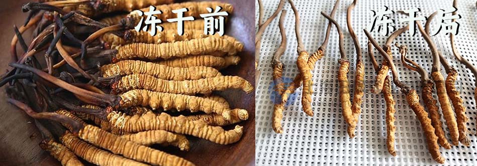 蟲(chóng)草.jpg