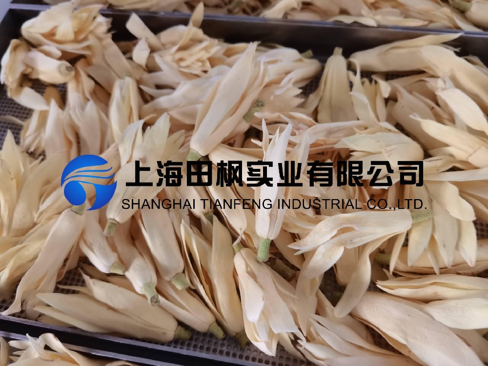 白玉蘭凍干，鮮花凍干機應(yīng)用于白玉蘭真空冷凍干燥